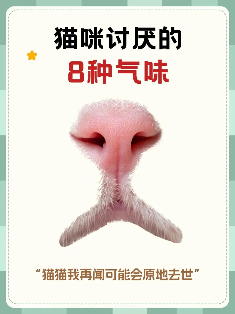 猫咪怕什么气味,猫咪怕什么气味和东西-第1张图片-后鲨宠物 猫咪怕什么气味,猫咪怕什么气味和东西-第1张图片-后鲨宠物