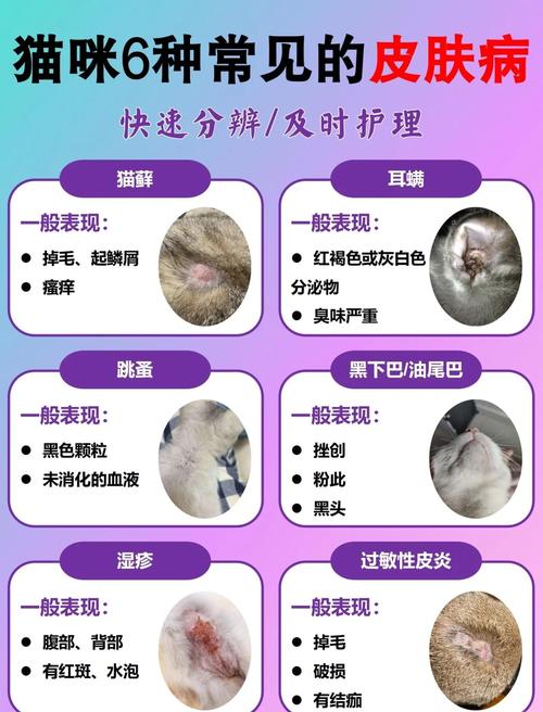 猫咪皮炎怎么治疗,猫咪皮炎症状及治疗方法-第1张图片-后鲨宠物 猫咪皮炎怎么治疗,猫咪皮炎症状及治疗方法-第1张图片-后鲨宠物
