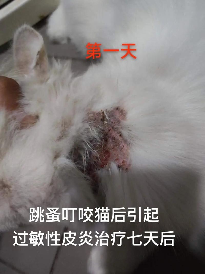 猫咪皮炎怎么治疗,猫咪皮炎症状及治疗方法-第3张图片-后鲨宠物 猫咪皮炎怎么治疗,猫咪皮炎症状及治疗方法-第3张图片-后鲨宠物