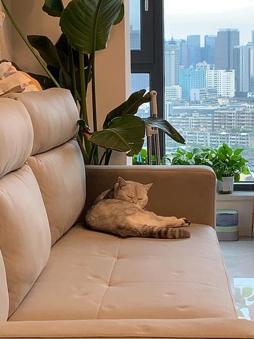 猫咪孤单的表现，猫咪孤单的表现？