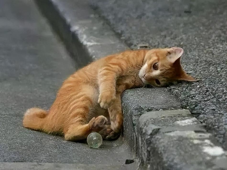 猫咪孤单的表现，猫咪孤单的表现？-第3张图片-后鲨宠物