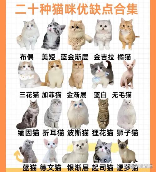 好养的猫咪品种,好养的猫咪品种和费用-第1张图片-后鲨宠物 好养的猫咪品种,好养的猫咪品种和费用-第1张图片-后鲨宠物