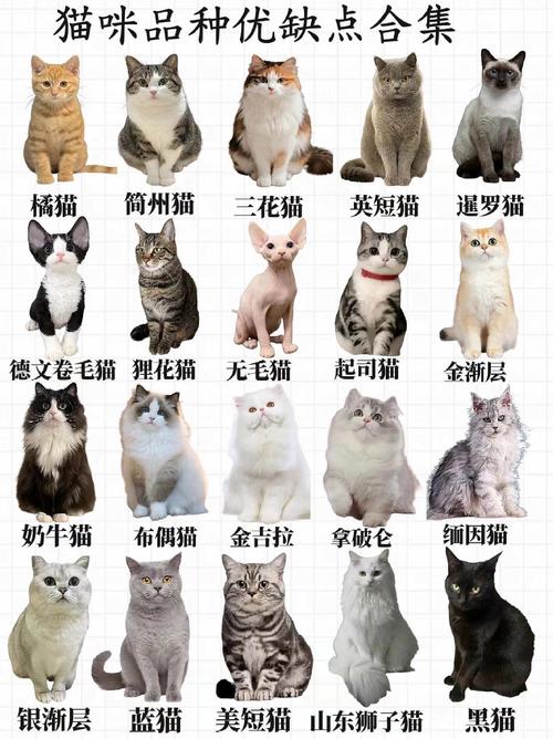 好养的猫咪品种,好养的猫咪品种和费用-第2张图片-后鲨宠物 好养的猫咪品种,好养的猫咪品种和费用-第2张图片-后鲨宠物