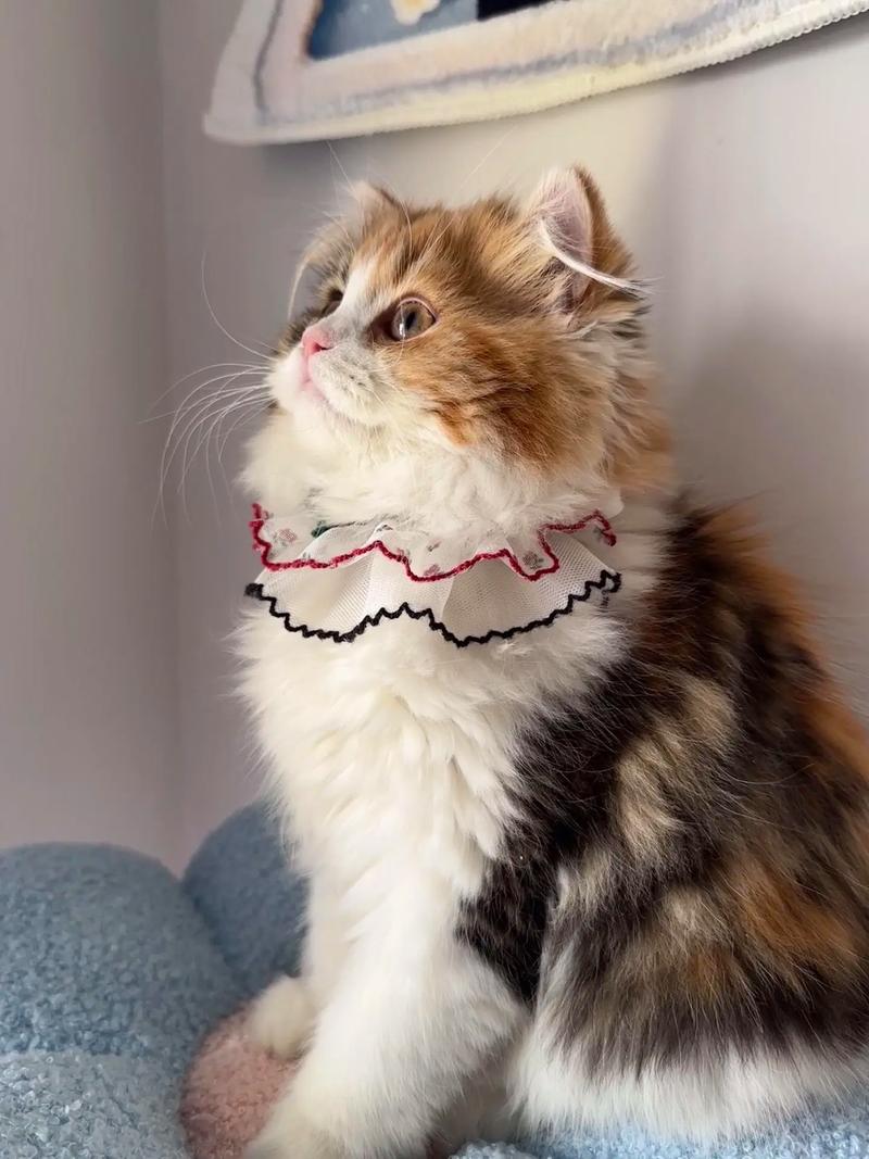 好养的猫咪品种,好养的猫咪品种和费用-第5张图片-后鲨宠物 好养的猫咪品种,好养的猫咪品种和费用-第5张图片-后鲨宠物