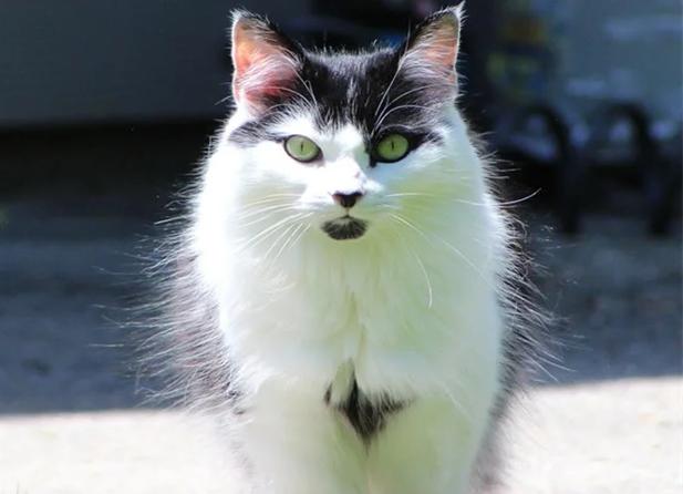 风油精对猫咪有影响吗_风油精对猫咪有影响吗有毒吗-第1张图片-后鲨宠物 风油精对猫咪有影响吗_风油精对猫咪有影响吗有毒吗-第1张图片-后鲨宠物