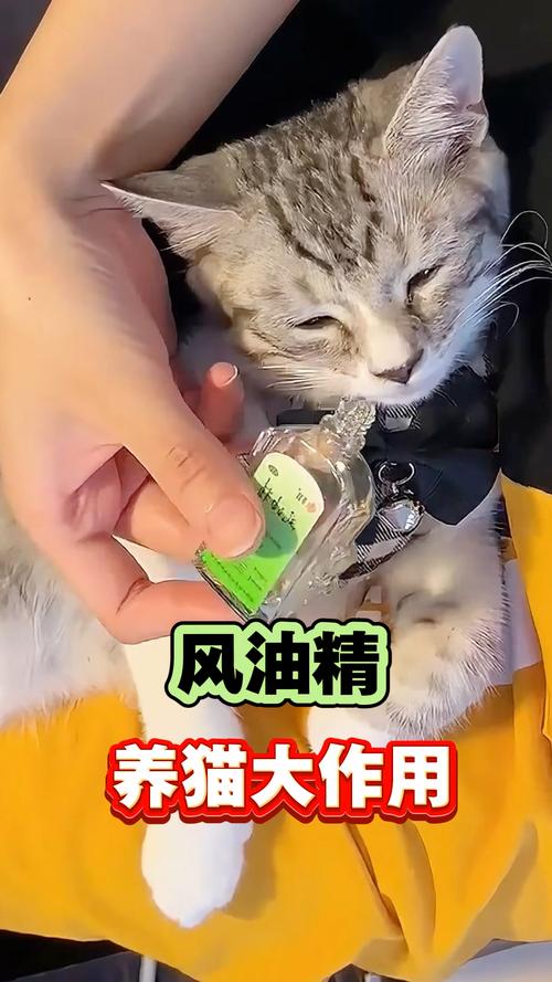 风油精对猫咪有影响吗_风油精对猫咪有影响吗有毒吗-第2张图片-后鲨宠物 风油精对猫咪有影响吗_风油精对猫咪有影响吗有毒吗-第2张图片-后鲨宠物