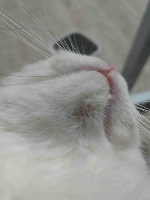 猫咪下巴掉毛露肉红肿_猫咪下巴掉毛露肉红肿-第1张图片-后鲨宠物 猫咪下巴掉毛露肉红肿_猫咪下巴掉毛露肉红肿-第1张图片-后鲨宠物