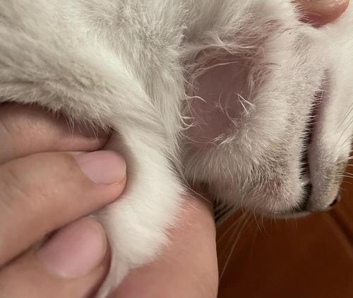 猫咪下巴掉毛露肉红肿_猫咪下巴掉毛露肉红肿-第2张图片-后鲨宠物 猫咪下巴掉毛露肉红肿_猫咪下巴掉毛露肉红肿-第2张图片-后鲨宠物