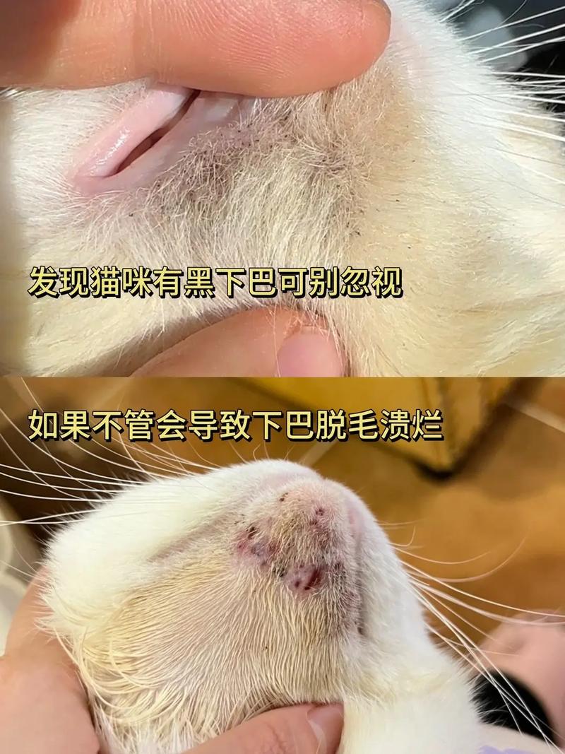 猫咪下巴掉毛露肉红肿_猫咪下巴掉毛露肉红肿-第3张图片-后鲨宠物 猫咪下巴掉毛露肉红肿_猫咪下巴掉毛露肉红肿-第3张图片-后鲨宠物