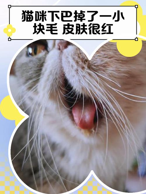 猫咪下巴掉毛露肉红肿_猫咪下巴掉毛露肉红肿-第4张图片-后鲨宠物 猫咪下巴掉毛露肉红肿_猫咪下巴掉毛露肉红肿-第4张图片-后鲨宠物