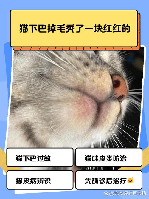 猫咪下巴掉毛露肉红肿_猫咪下巴掉毛露肉红肿-第6张图片-后鲨宠物 猫咪下巴掉毛露肉红肿_猫咪下巴掉毛露肉红肿-第6张图片-后鲨宠物