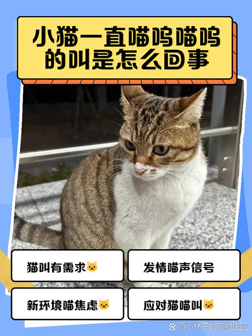 猫咪喵呜的叫代表什么,猫 喵呜叫?-第1张图片-后鲨宠物 猫咪喵呜的叫代表什么,猫 喵呜叫?-第1张图片-后鲨宠物