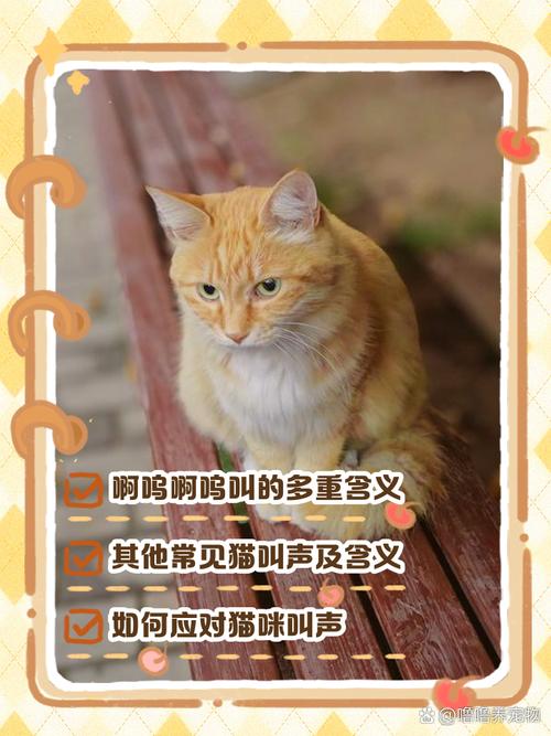 猫咪喵呜的叫代表什么,猫 喵呜叫?-第3张图片-后鲨宠物 猫咪喵呜的叫代表什么,猫 喵呜叫?-第3张图片-后鲨宠物