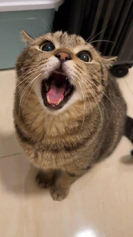 猫咪喵呜的叫代表什么,猫 喵呜叫?-第4张图片-后鲨宠物 猫咪喵呜的叫代表什么,猫 喵呜叫?-第4张图片-后鲨宠物