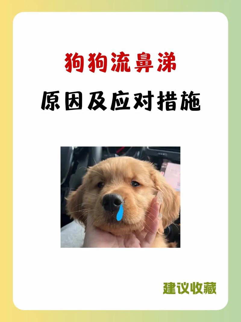 狗狗流眼泪用什么药,狗狗流眼泪用啥眼药水?-第2张图片-后鲨宠物 狗狗流眼泪用什么药,狗狗流眼泪用啥眼药水?-第2张图片-后鲨宠物