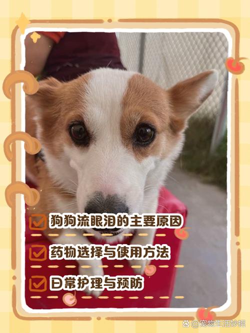 狗狗流眼泪用什么药,狗狗流眼泪用啥眼药水?-第3张图片-后鲨宠物 狗狗流眼泪用什么药,狗狗流眼泪用啥眼药水?-第3张图片-后鲨宠物
