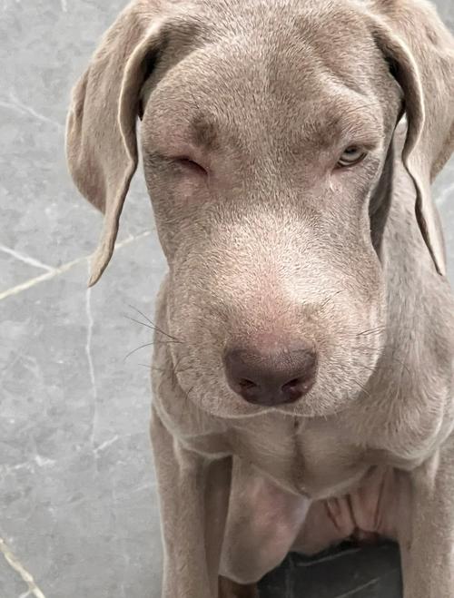 狗狗脸肿了怎么回事，狗狗脸肿了怎么办啊？-第1张图片-后鲨宠物