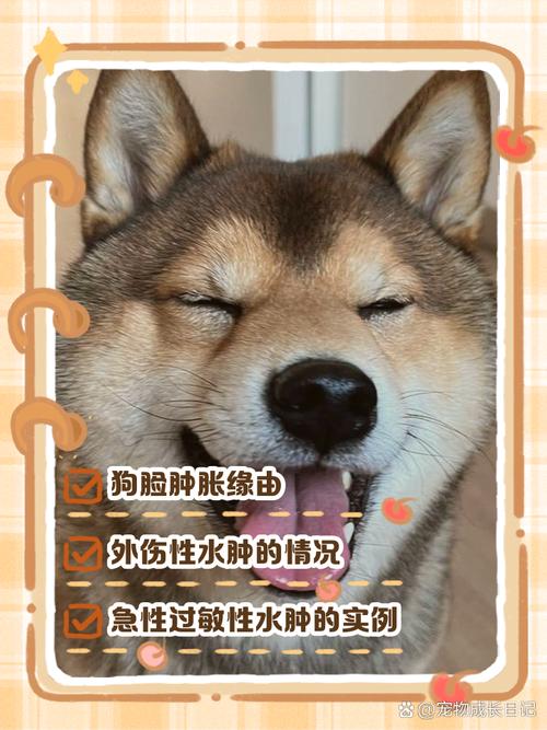 狗狗脸肿了怎么回事，狗狗脸肿了怎么办啊？-第2张图片-后鲨宠物