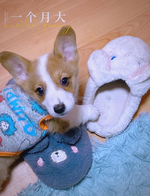 狗狗多大可以吃水果,狗狗多大可以吃水果冻干-第2张图片-后鲨宠物 狗狗多大可以吃水果,狗狗多大可以吃水果冻干-第2张图片-后鲨宠物