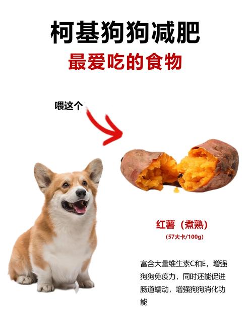 狗狗多大可以吃水果,狗狗多大可以吃水果冻干-第5张图片-后鲨宠物 狗狗多大可以吃水果,狗狗多大可以吃水果冻干-第5张图片-后鲨宠物