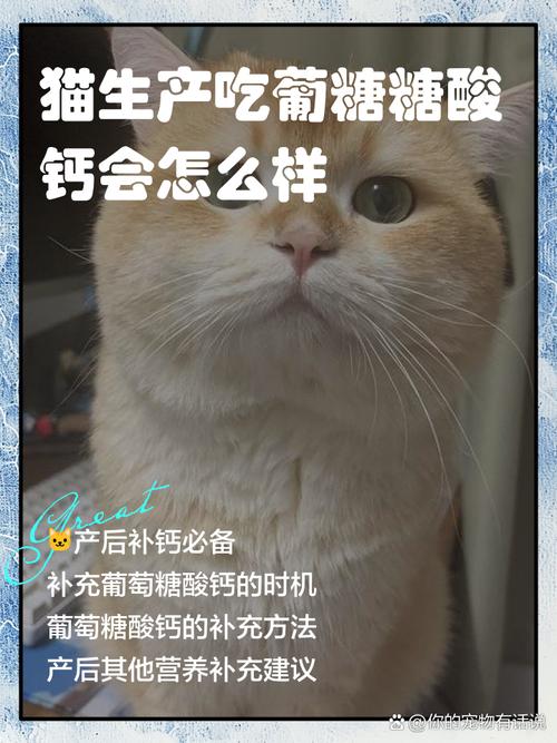 猫咪可以喝葡萄糖水吗_猫能喝葡萄糖吗-第2张图片-后鲨宠物 猫咪可以喝葡萄糖水吗_猫能喝葡萄糖吗-第2张图片-后鲨宠物