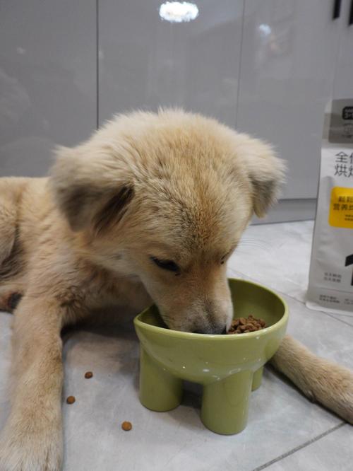 狗狗吃了猫粮会怎么样_狗狗吃了猫粮会怎么样图片-第1张图片-后鲨宠物 狗狗吃了猫粮会怎么样_狗狗吃了猫粮会怎么样图片-第1张图片-后鲨宠物