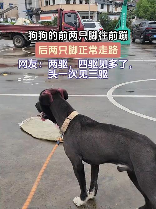 狗狗蹬腿是什么症状_狗狗蹬腿是什么意思-第3张图片-后鲨宠物 狗狗蹬腿是什么症状_狗狗蹬腿是什么意思-第3张图片-后鲨宠物
