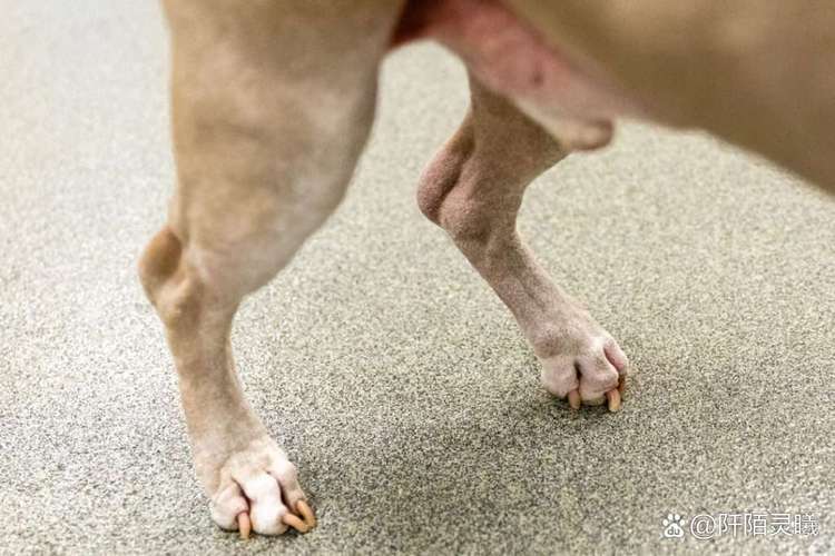 狗狗蹬腿是什么症状_狗狗蹬腿是什么意思-第6张图片-后鲨宠物 狗狗蹬腿是什么症状_狗狗蹬腿是什么意思-第6张图片-后鲨宠物