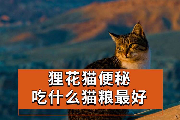 猫咪便秘了怎么办,猫咪便秘了怎么办屁股还出血了-第5张图片-后鲨宠物 猫咪便秘了怎么办,猫咪便秘了怎么办屁股还出血了-第5张图片-后鲨宠物
