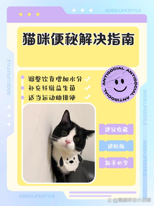 猫咪便秘了怎么办,猫咪便秘了怎么办屁股还出血了-第6张图片-后鲨宠物 猫咪便秘了怎么办,猫咪便秘了怎么办屁股还出血了-第6张图片-后鲨宠物