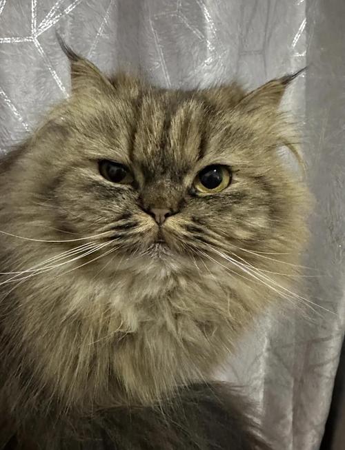 猫咪大小眼是怎么了,猫咪大小眼能恢复吗-第1张图片-后鲨宠物 猫咪大小眼是怎么了,猫咪大小眼能恢复吗-第1张图片-后鲨宠物