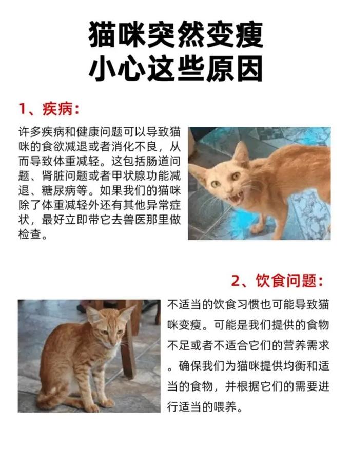 猫咪消瘦的原因分析,八种猫咪消瘦原因以及解决方法图?-第2张图片-后鲨宠物 猫咪消瘦的原因分析,八种猫咪消瘦原因以及解决方法图?-第2张图片-后鲨宠物