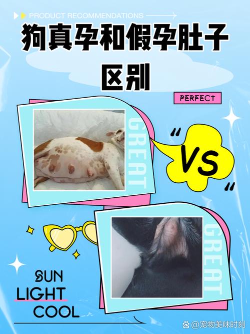 怎样看狗狗是否怀孕，如何看狗狗是否怀孕？-第2张图片-后鲨宠物