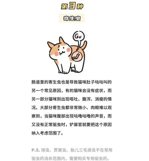 猫猫肚子咕咕声很大,猫咪肚子咕噜咕噜的声音-第2张图片-后鲨宠物 猫猫肚子咕咕声很大,猫咪肚子咕噜咕噜的声音-第2张图片-后鲨宠物