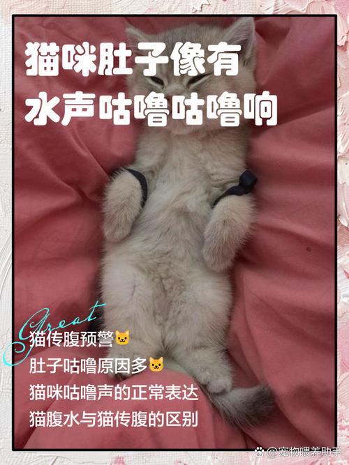 猫猫肚子咕咕声很大,猫咪肚子咕噜咕噜的声音-第3张图片-后鲨宠物 猫猫肚子咕咕声很大,猫咪肚子咕噜咕噜的声音-第3张图片-后鲨宠物