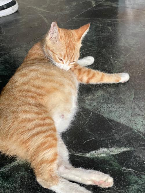 猫猫肚子咕咕声很大,猫咪肚子咕噜咕噜的声音-第4张图片-后鲨宠物 猫猫肚子咕咕声很大,猫咪肚子咕噜咕噜的声音-第4张图片-后鲨宠物