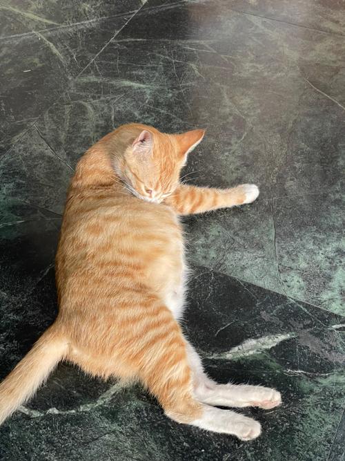 猫猫肚子咕咕声很大,猫咪肚子咕噜咕噜的声音-第5张图片-后鲨宠物 猫猫肚子咕咕声很大,猫咪肚子咕噜咕噜的声音-第5张图片-后鲨宠物