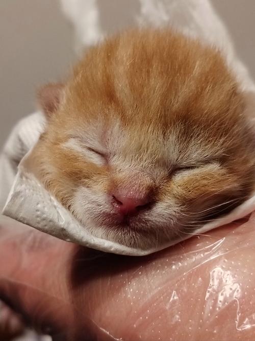 猫咪没奶水怎么回事,猫咪没奶水怎么回事啊?-第3张图片-后鲨宠物 猫咪没奶水怎么回事,猫咪没奶水怎么回事啊?-第3张图片-后鲨宠物