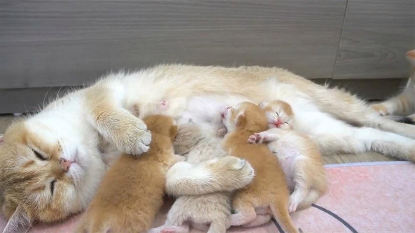 猫咪没奶水怎么回事,猫咪没奶水怎么回事啊?-第6张图片-后鲨宠物 猫咪没奶水怎么回事,猫咪没奶水怎么回事啊?-第6张图片-后鲨宠物