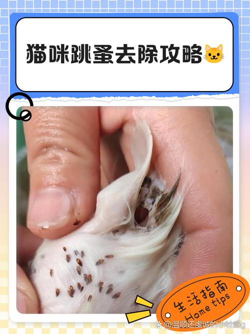  猫咪身上有虱子怎么办，猫身上有虱子会怎么样-第1张图片-后鲨宠物