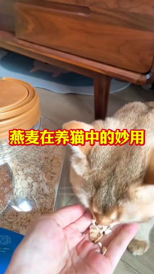 猫咪可以吃麦片吗_小猫咪可以吃麦片么-第1张图片-后鲨宠物 猫咪可以吃麦片吗_小猫咪可以吃麦片么-第1张图片-后鲨宠物