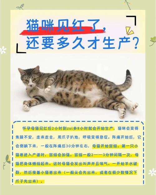猫咪多久生孩子,猫多久能生完宝宝?-第5张图片-后鲨宠物 猫咪多久生孩子,猫多久能生完宝宝?-第5张图片-后鲨宠物