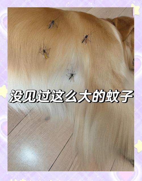 电蚊香对狗狗有害吗_电蚊香对狗狗有影响吗-第3张图片-后鲨宠物 电蚊香对狗狗有害吗_电蚊香对狗狗有影响吗-第3张图片-后鲨宠物