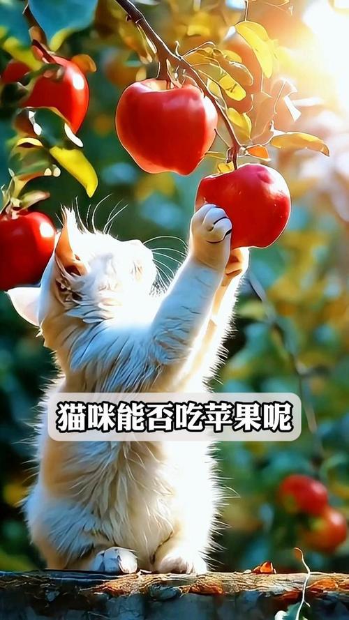 猫猫能吃苹果吗,猫咪能不能吃苹果??-第3张图片-后鲨宠物 猫猫能吃苹果吗,猫咪能不能吃苹果??-第3张图片-后鲨宠物