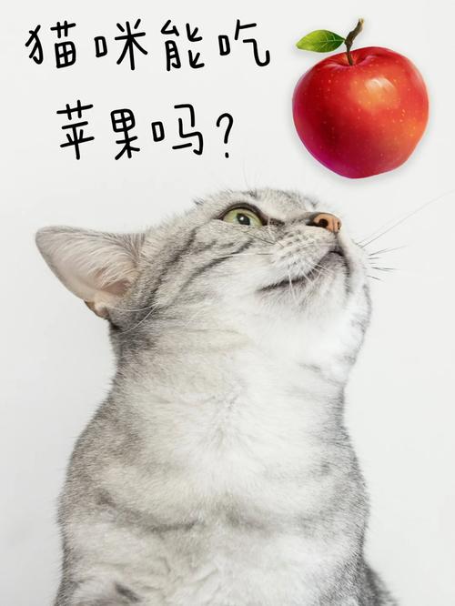 猫猫能吃苹果吗,猫咪能不能吃苹果??-第4张图片-后鲨宠物 猫猫能吃苹果吗,猫咪能不能吃苹果??-第4张图片-后鲨宠物