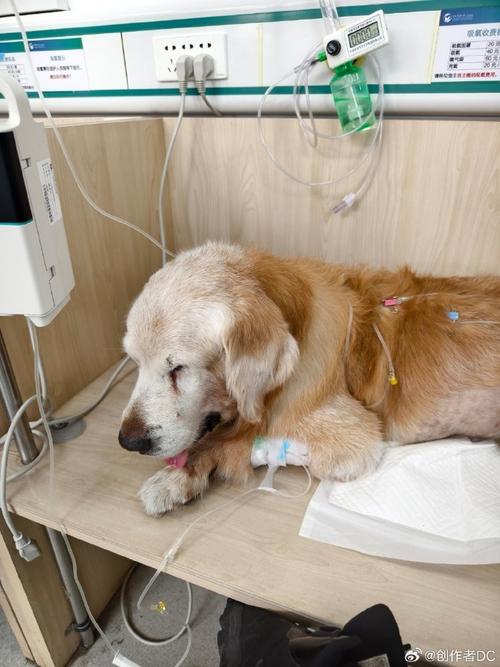 怎么给狗狗输液,怎样给狗狗输液?-第2张图片-后鲨宠物 怎么给狗狗输液,怎样给狗狗输液?-第2张图片-后鲨宠物