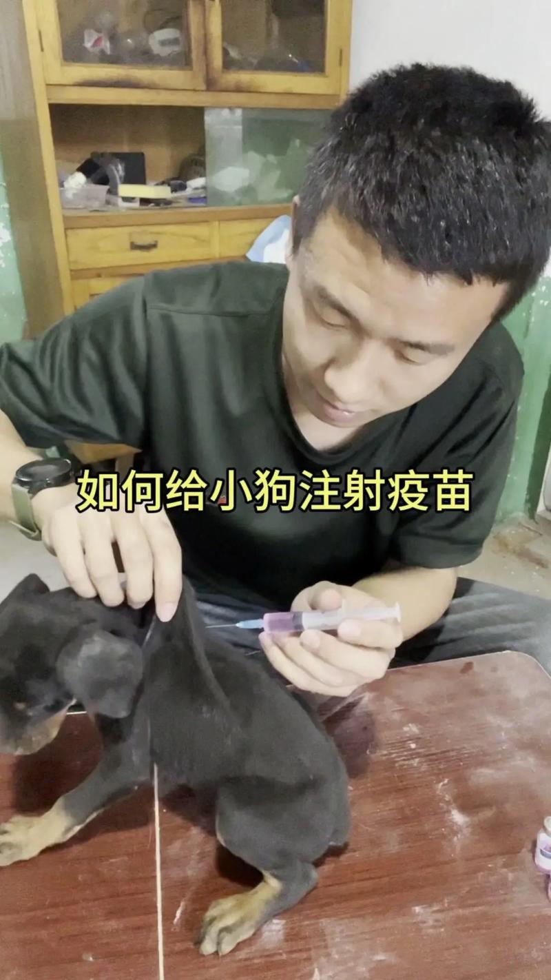 怎么给狗狗输液,怎样给狗狗输液?-第4张图片-后鲨宠物 怎么给狗狗输液,怎样给狗狗输液?-第4张图片-后鲨宠物