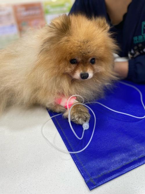 怎么给狗狗输液,怎样给狗狗输液?-第5张图片-后鲨宠物 怎么给狗狗输液,怎样给狗狗输液?-第5张图片-后鲨宠物