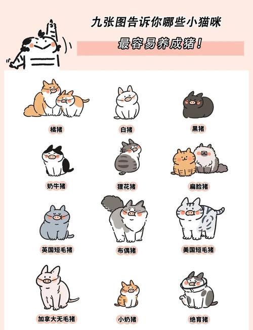 猫咪太胖怎么办_猫咪太胖会怎样-第5张图片-后鲨宠物 猫咪太胖怎么办_猫咪太胖会怎样-第5张图片-后鲨宠物