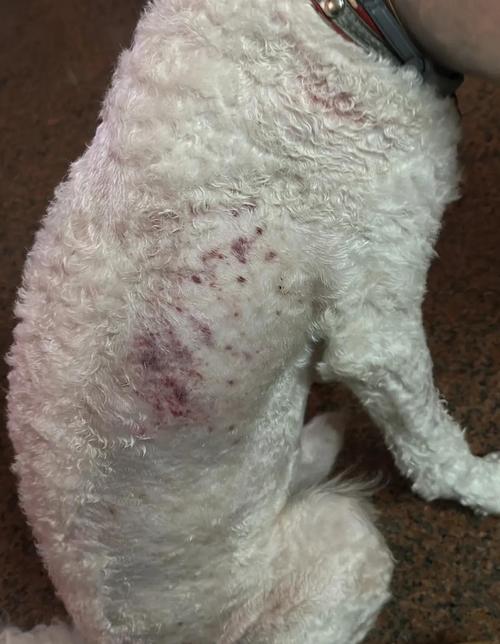 狗狗过敏的症状，狗过敏一般会持续多久？-第3张图片-后鲨宠物